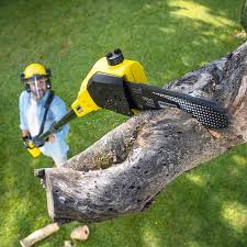 Best Tree and Shrub Care  in Ewa Beach, HI