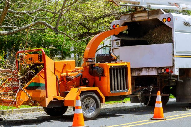 Leaf Removal Services in Ewa Beach, HI