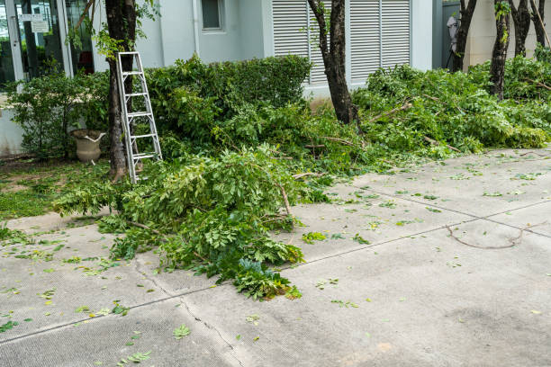 Trusted Ewa Beach, HI  Tree Services Experts