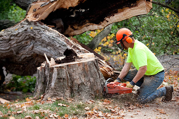 Best Leaf Removal Services  in Ewa Beach, HI