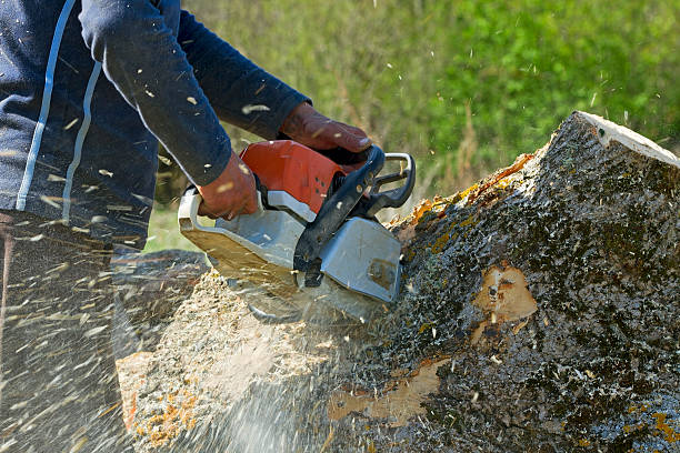 Lawn Renovation and Restoration in Ewa Beach, HI